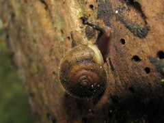 Vespericola armigera