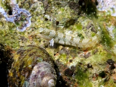 Microlipophrys dalmatinus
