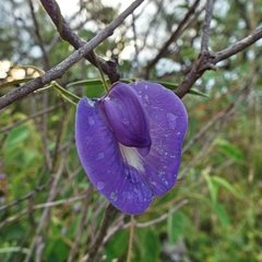 Clitoria cordobensis