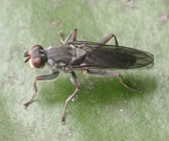 Hydromyza livens