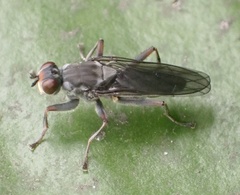 Hydromyza livens