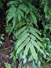Menisciopsis penangiana