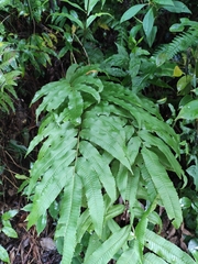 Menisciopsis penangiana