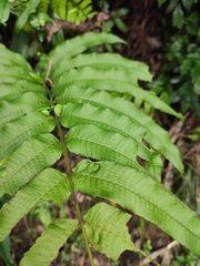 Menisciopsis penangiana