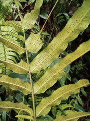 Menisciopsis penangiana