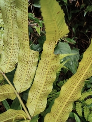 Menisciopsis penangiana