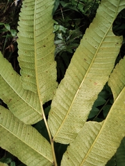 Menisciopsis penangiana