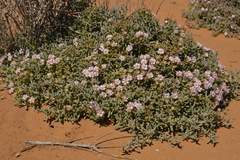 Amphibolia succulenta