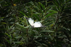 Polyura nepenthes