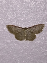 Idaea dilutaria