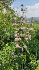 Phlomoides tuberosa