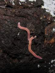 Gosodesmus claremontus