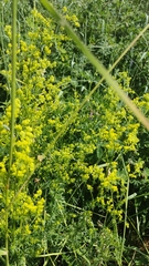 Galium verum