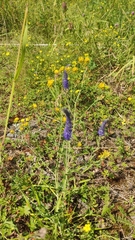 Veronica spicata