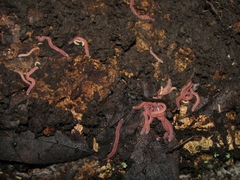 Gosodesmus claremontus