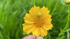 Thomisidae