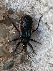 Ectrychotes andreae