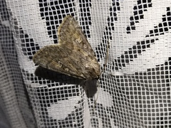 Dichagyris forcipula