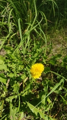 Taraxacum officinale