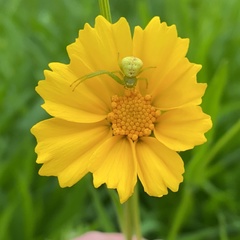 Thomisidae