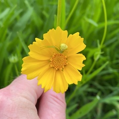 Thomisidae