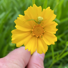 Thomisidae