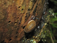 Vespericola armigera