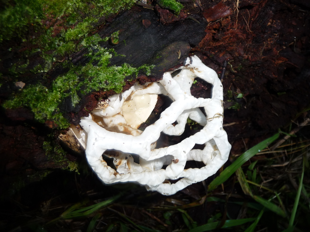 white basket fungus from Paekākāriki, New Zealand on July 03, 2021 at