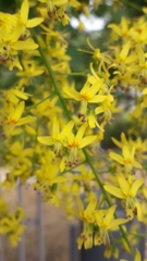 Koelreuteria paniculata