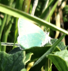 Callophrys viridis
