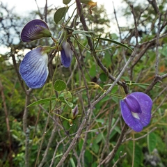 Clitoria cordobensis
