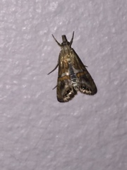 Euchromius anapiellus