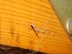 Empicoris culiciformis