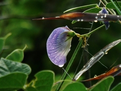 Clitoria cordobensis