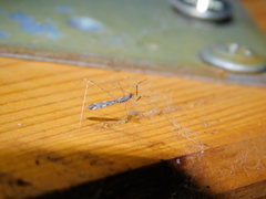 Empicoris culiciformis