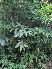 Ficus heteromorpha