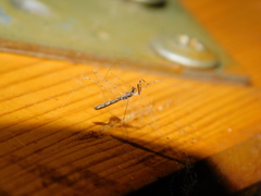 Empicoris culiciformis