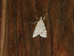 Scoparia subfusca