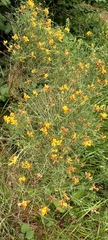 Genista radiata