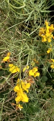 Genista radiata