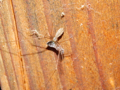 Pholcus opilionoides