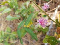 Mimosa quadrivalvis
