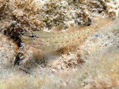 Gobius bucchichi