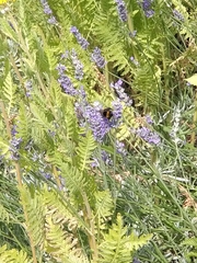 Bombus terrestris