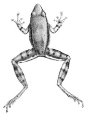 Brown Tropical Frog photo 2