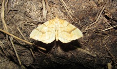Eulithis mellinata