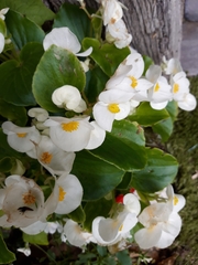 Begonia semperflorens-cultorum