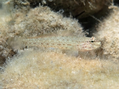 Gobius bucchichi