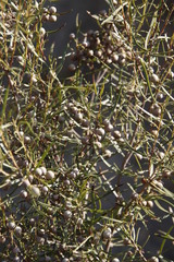 Euclea linearis
