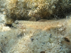 Gobius bucchichi